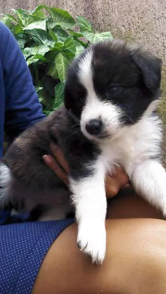 Cachorro ra a não tem  idade Abaixo de 2 meses nome cachorros