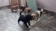 cachorros