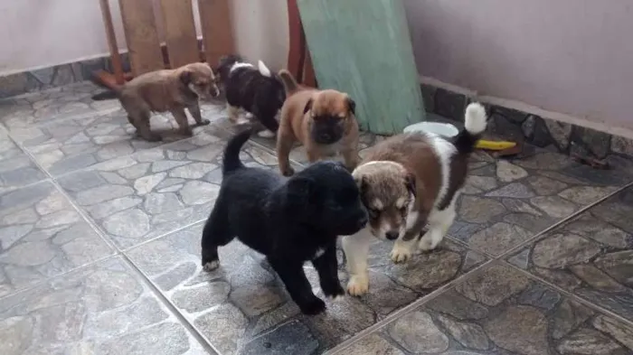Cachorro ra a não tem  idade Abaixo de 2 meses nome cachorros