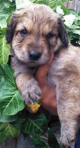 Cachorro ra a não tem  idade Abaixo de 2 meses nome cachorros