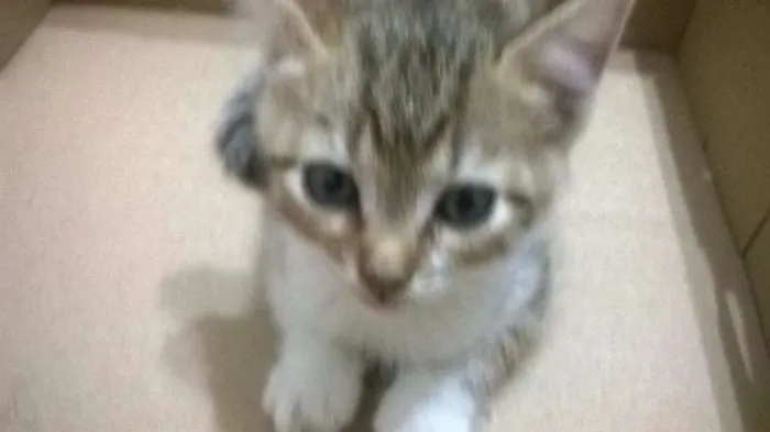 Gato ra a vira-lata idade Abaixo de 2 meses nome Duas meninas