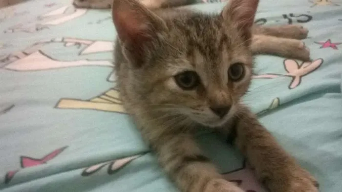 Gato ra a vira-lata idade Abaixo de 2 meses nome Duas meninas