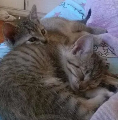 Gato ra a vira-lata idade Abaixo de 2 meses nome Duas meninas