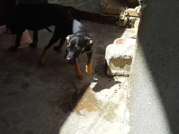 Cachorro ra a  idade 2 a 6 meses nome sem nome