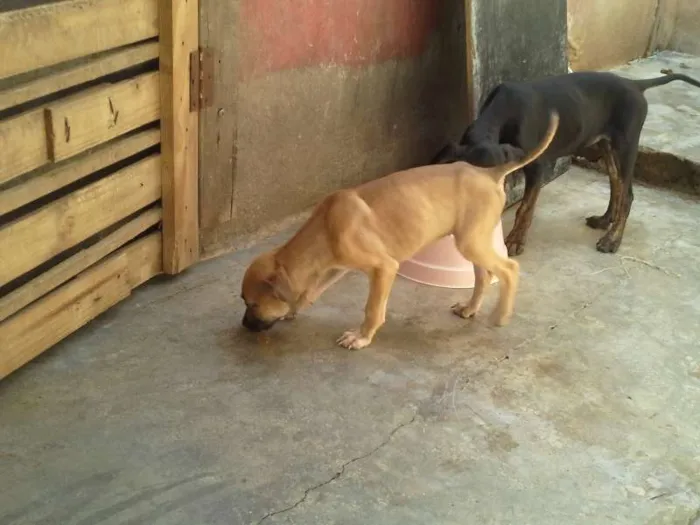 Cachorro ra a  idade 2 a 6 meses nome sem nome