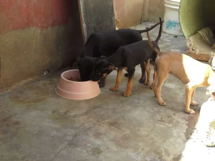 Cachorro ra a  idade 2 a 6 meses nome sem nome