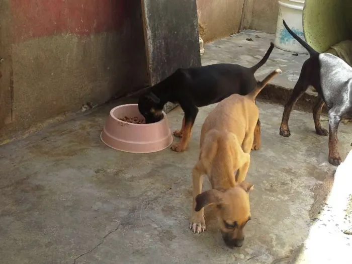 Cachorro ra a  idade 2 a 6 meses nome sem nome