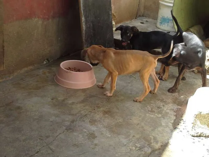 Cachorro ra a  idade 2 a 6 meses nome sem nome