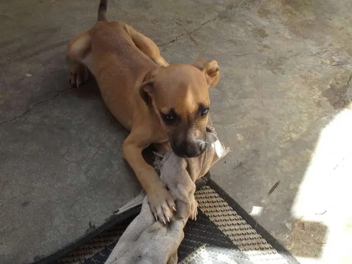 Cachorro ra a  idade 2 a 6 meses nome sem nome
