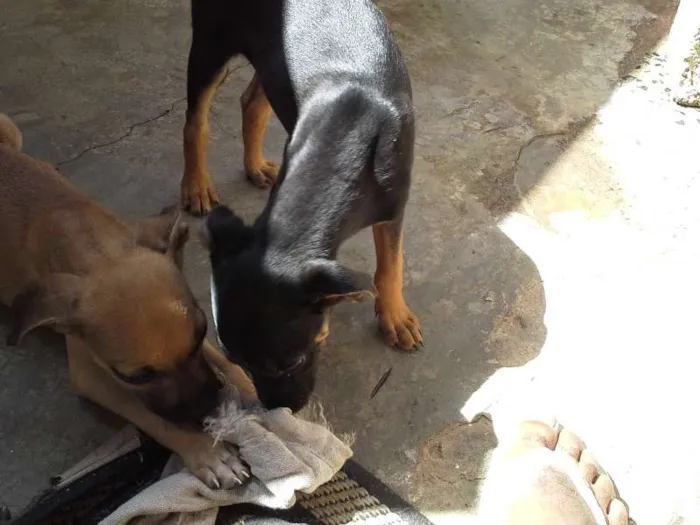 Cachorro ra a  idade 2 a 6 meses nome sem nome