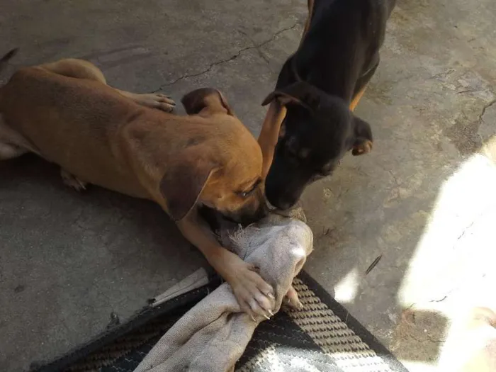 Cachorro ra a  idade 2 a 6 meses nome sem nome