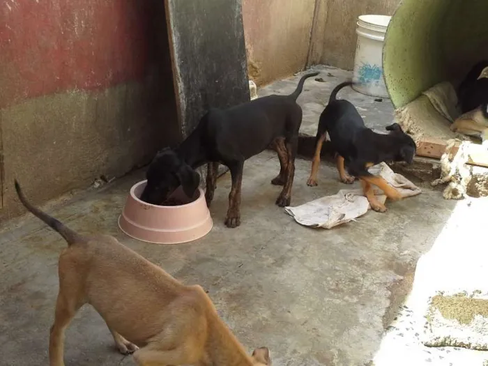 Cachorro ra a  idade 2 a 6 meses nome sem nome