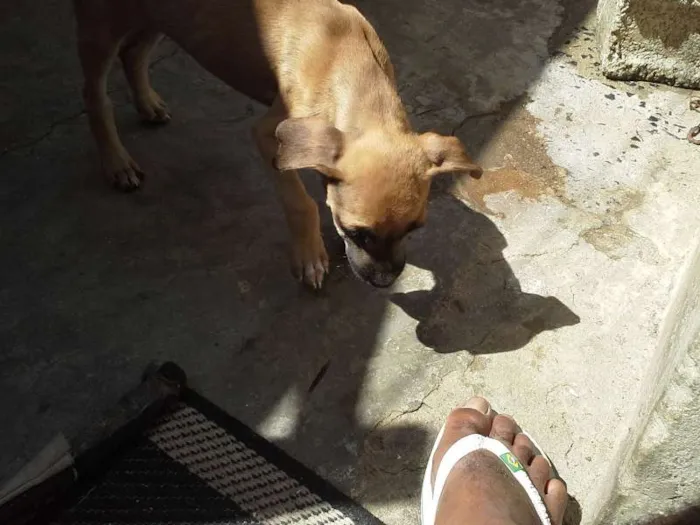 Cachorro ra a  idade 2 a 6 meses nome sem nome