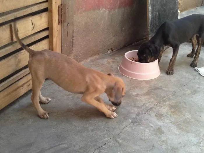 Cachorro ra a  idade 2 a 6 meses nome sem nome