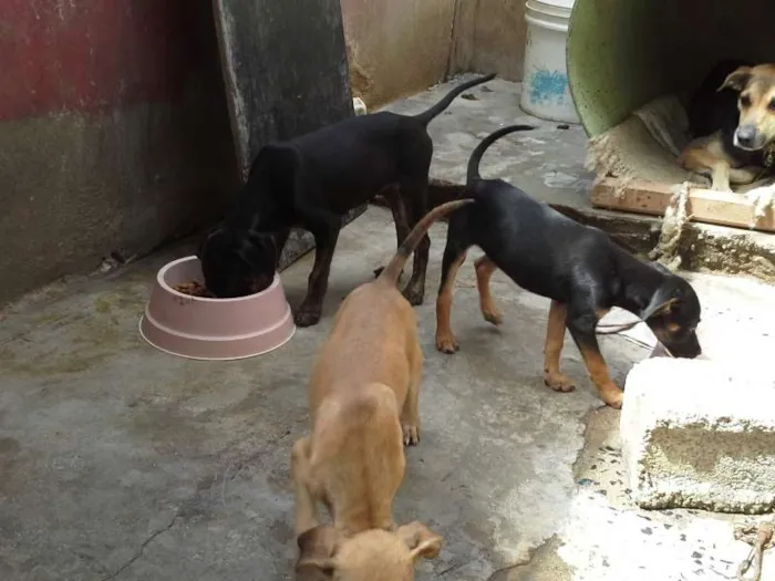 Cachorro ra a  idade 2 a 6 meses nome sem nome