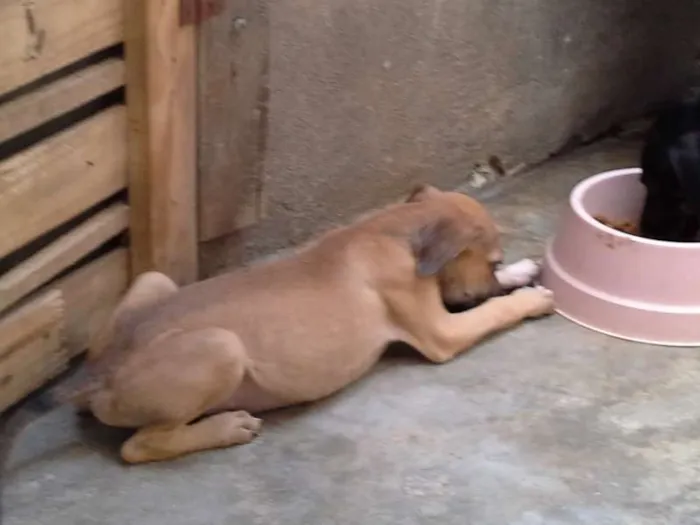 Cachorro ra a  idade 2 a 6 meses nome sem nome