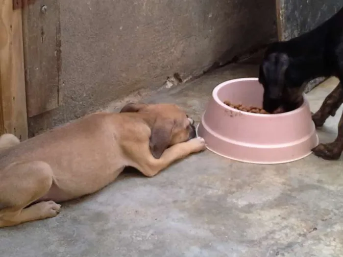 Cachorro ra a  idade 2 a 6 meses nome sem nome
