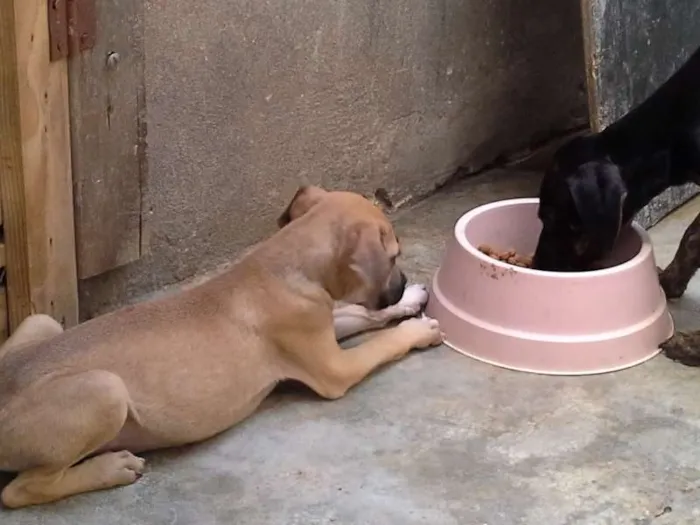Cachorro ra a  idade 2 a 6 meses nome sem nome