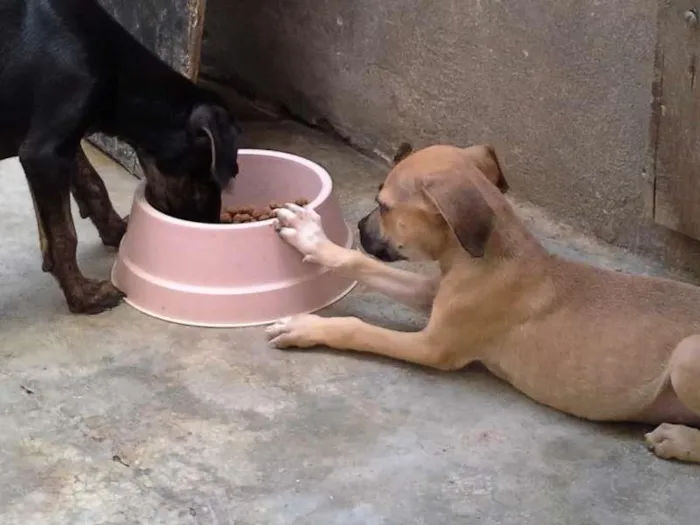 Cachorro ra a  idade 2 a 6 meses nome sem nome