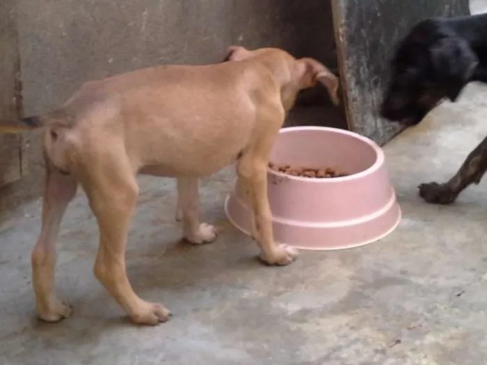 Cachorro ra a  idade 2 a 6 meses nome sem nome