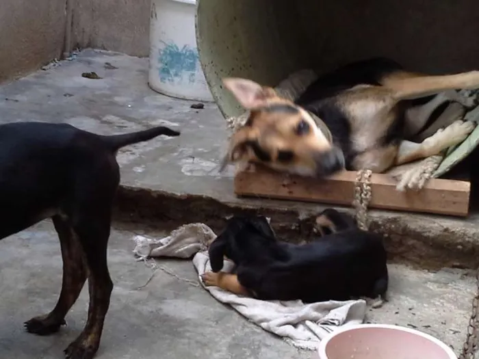 Cachorro ra a  idade 2 a 6 meses nome sem nome