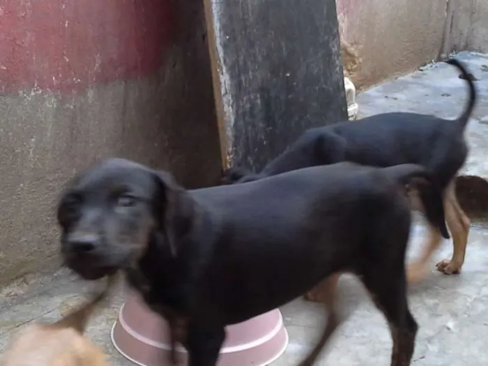 Cachorro ra a  idade 2 a 6 meses nome sem nome