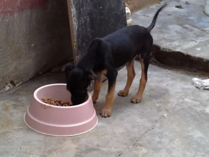 Cachorro ra a  idade 2 a 6 meses nome sem nome