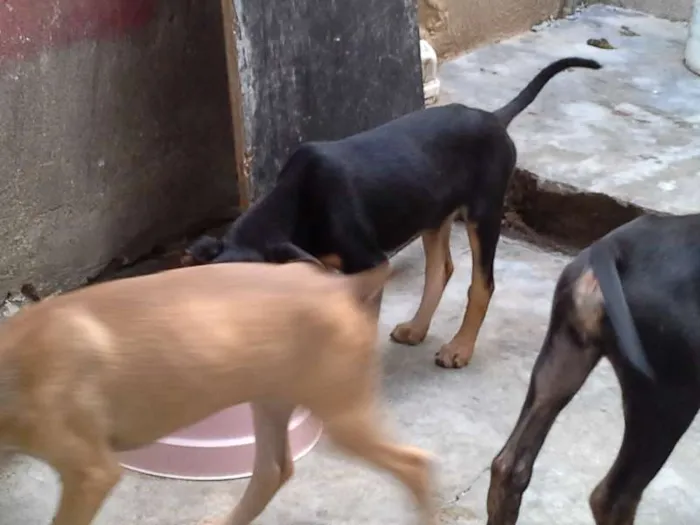 Cachorro ra a  idade 2 a 6 meses nome sem nome