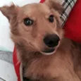 Bob