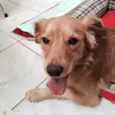 Bob