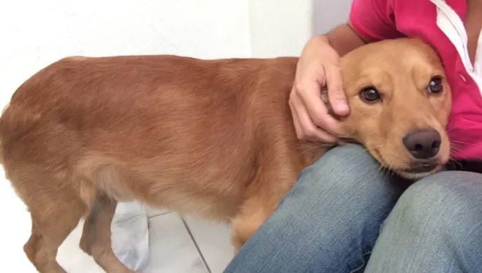 Cachorro ra a SRD idade 2 anos nome Bob