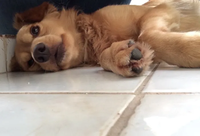 Cachorro ra a SRD idade 2 anos nome Bob