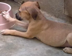 Cachorro raça  idade 2 a 6 meses nome sem nome