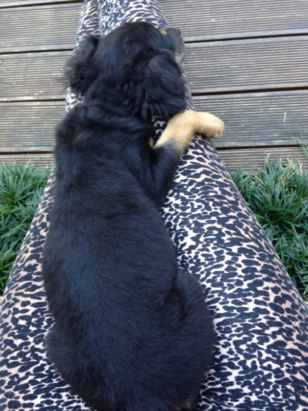 Cachorro ra a Vira latinha  idade 2 a 6 meses nome Não tem nomezinho a