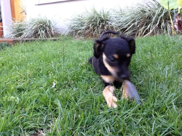 Cachorro ra a Vira latinha  idade 2 a 6 meses nome Não tem nomezinho a