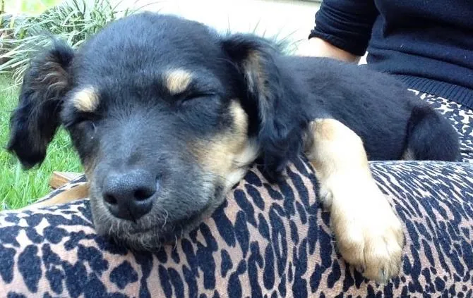 Cachorro ra a Vira latinha  idade 2 a 6 meses nome Não tem nomezinho a