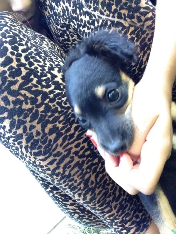 Cachorro ra a Vira latinha  idade 2 a 6 meses nome Não tem nomezinho a