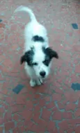 lylla