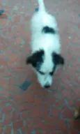 lylla