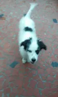 lylla