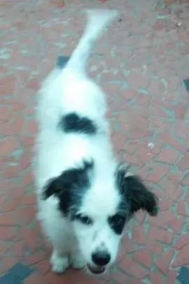 Cachorro ra a SRD idade Abaixo de 2 meses nome lylla