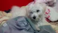 Pingo