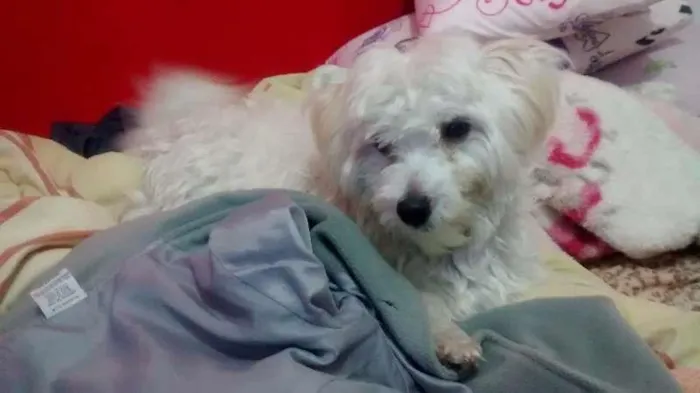 Cachorro ra a Maltês idade 1 ano nome Pingo
