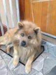 Urso