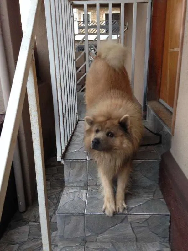 Cachorro ra a Show Show idade 5 anos nome Urso