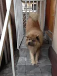 Urso