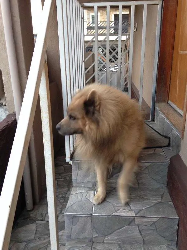 Cachorro ra a Show Show idade 5 anos nome Urso