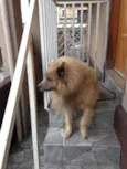 Urso