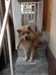 Urso