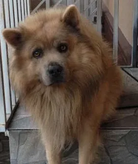 Cachorro ra a Show Show idade 5 anos nome Urso